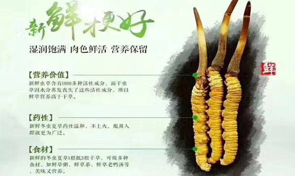 为什么要买新鲜的冬虫夏草，新鲜虫草有哪些功效