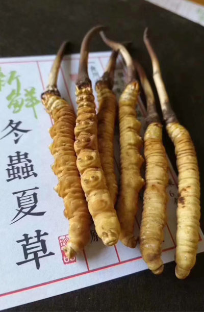 新鲜虫草与干虫草哪家强，原因是什么呢?