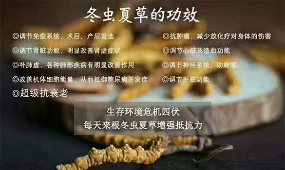 冬虫夏草作用机理是什么，几天喝一次最好