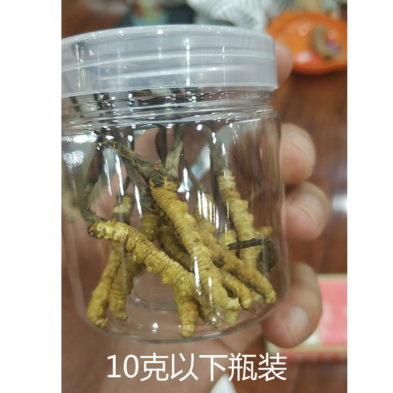 散装小号虫草 自己食用首选 5克起卖 那曲冬虫夏草