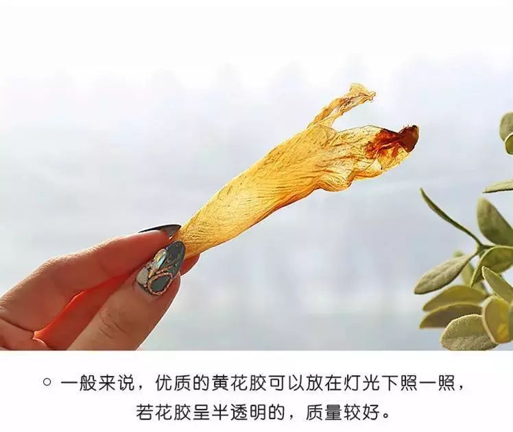 黄花胶的功效及作用，一篇文章教你如何挑选优质黄花胶！(图4)