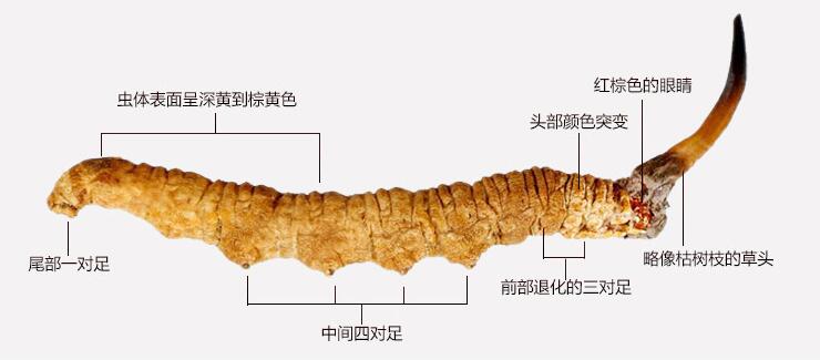 正宗冬虫夏草鉴别方法