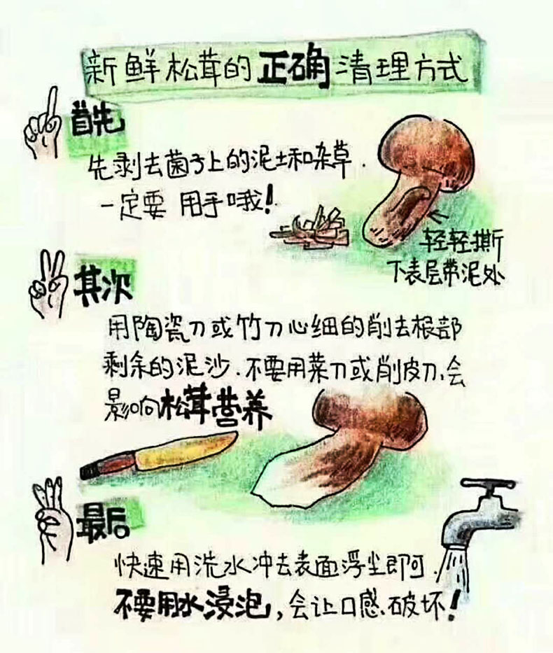 一种如精灵般的食物-松茸(图5)