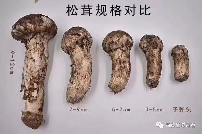 鲜松茸大自然的馈赠，美味与营养的完美结合(图12)