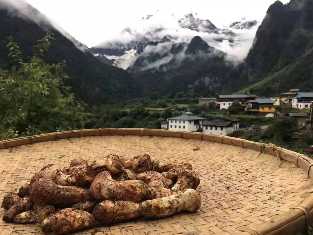 新鲜松茸上市，日本人为之疯狂，其中有个原因竟然与癌症有关！(图1)