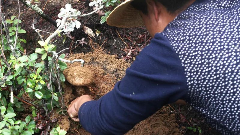 新鲜松茸上市，日本人为之疯狂，其中有个原因竟然与癌症有关！(图4)