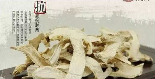 新鲜松茸真的能杀死身上的癌细胞吗？日本一个癌症患者吃了5公斤松茸，结果...(图18)