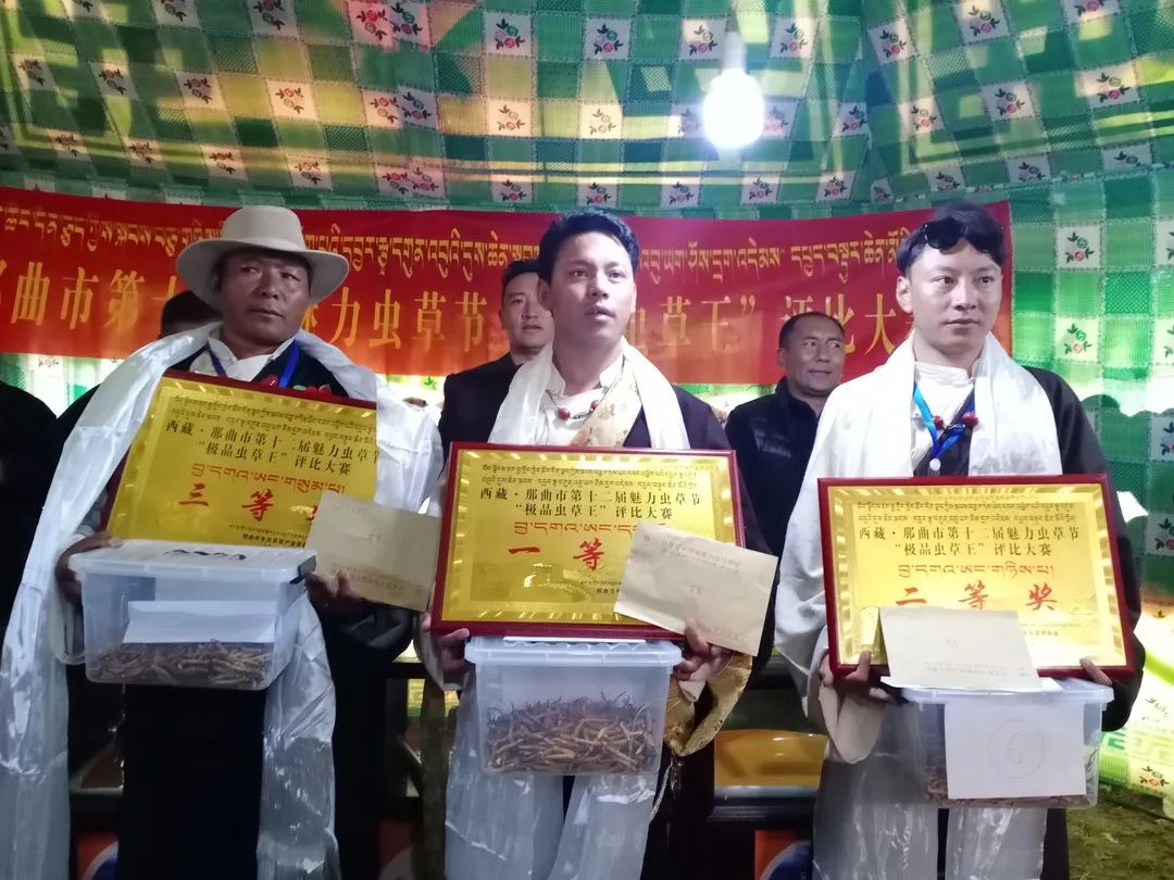 དབྱར་རྩྭ་དགུན་འབུའི་དུས་ཆེན་མཇུག་སྒྲིལ་བ།全世界品质最好的冬虫夏草在这里(图9)