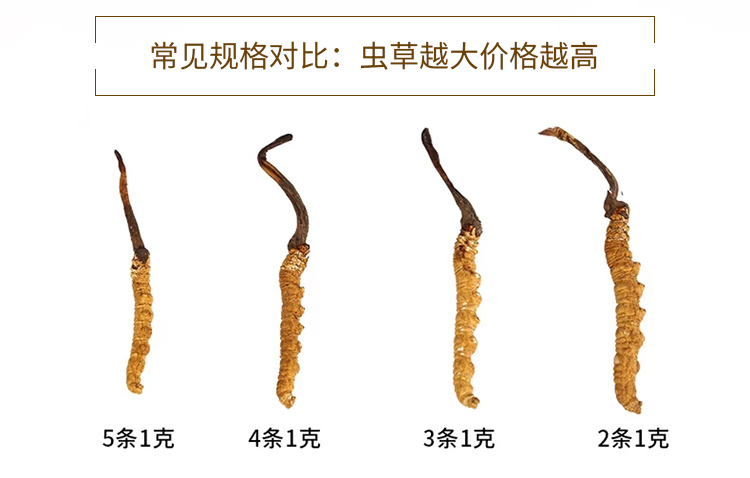 散装小号虫草 自己食用首选 5克起卖 那曲冬虫夏草