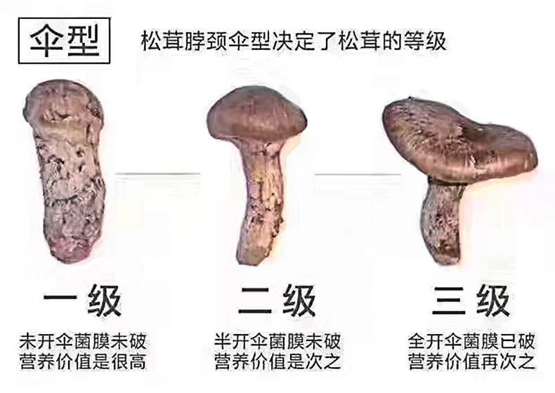 2020鲜松茸1斤 成都直发 一级品 航空冷链保鲜 两件包邮 大中小可选(图3)